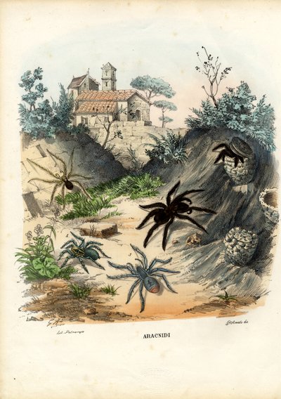 Spinnen, 1863-79 von Raimundo Petraroja